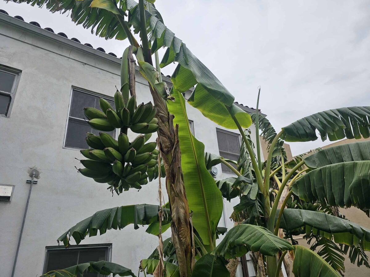 A banana bunch ripening on a banana plant in the courtyard