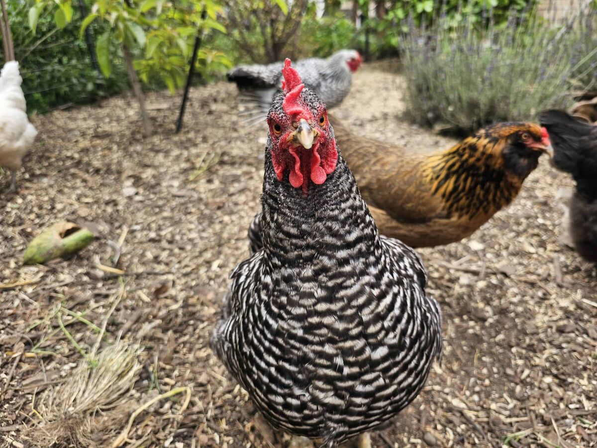 Chickens in the coop at Urban Soil / Tierra Urbana