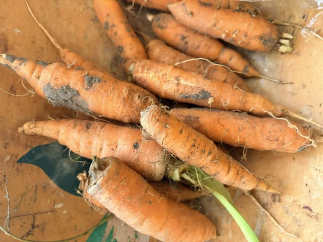 Nelson's Carrots Nelson's Carrots