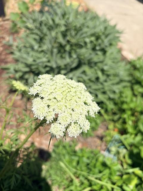Carrot flower Carrot flower