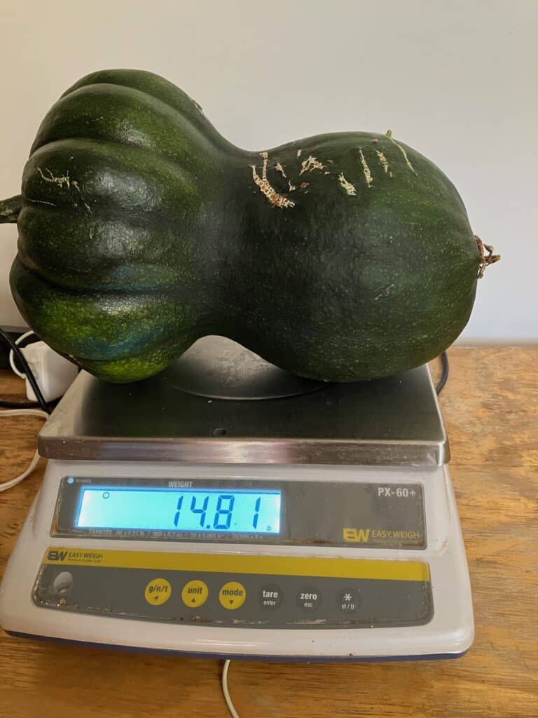 IMG_6517 14 pound squash
