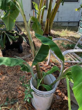 Banana pups re-homed Banana pups